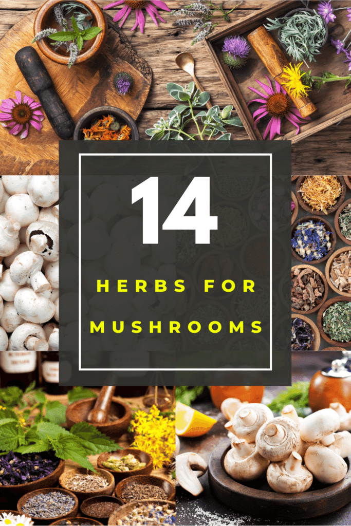 What Herbs Go with Mushrooms