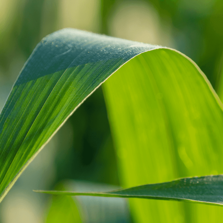 12 Substitutes for Corn Husks in Tamales Happy Muncher