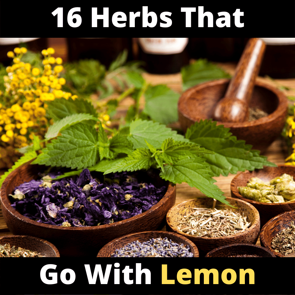 What Herbs Go with Lemon? 16 Best Herbs Happy Muncher