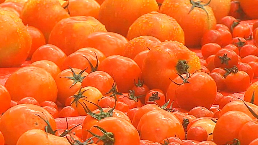 Dunnae Highland Tomatoes