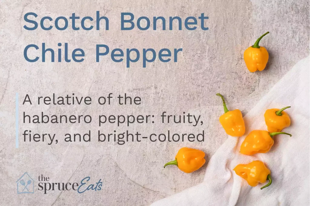 Scotch Bonnet Chile Pepper