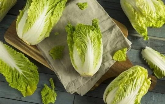 The 5 Best Substitutes for Napa Cabbage in Dumplings
