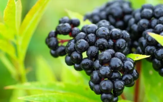 What is Elderberry